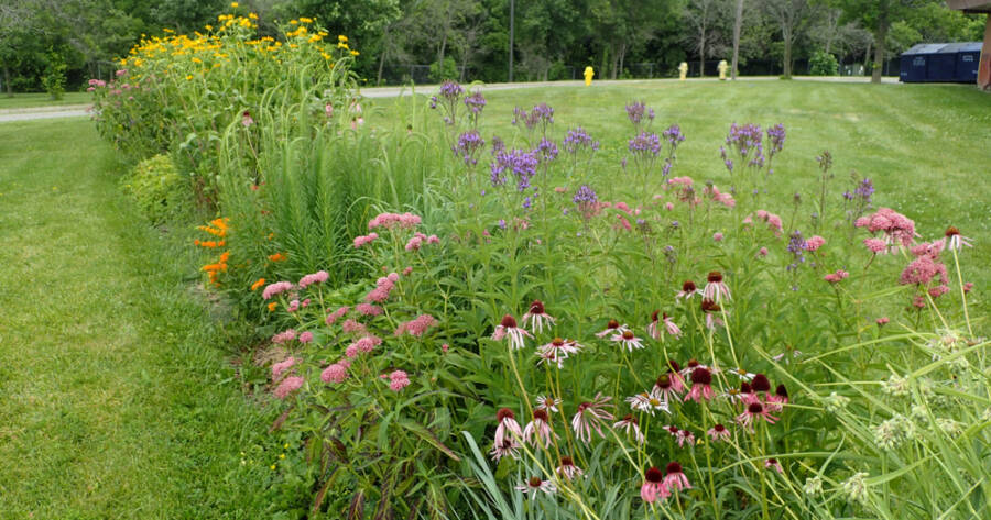 How to Build a Low-Maintenance Native Plant Garden Step by Step