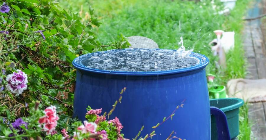 DIY Rainwater Harvesting Systems for Beginners